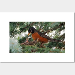 Momma American Robin In Her Nest Posters and Art